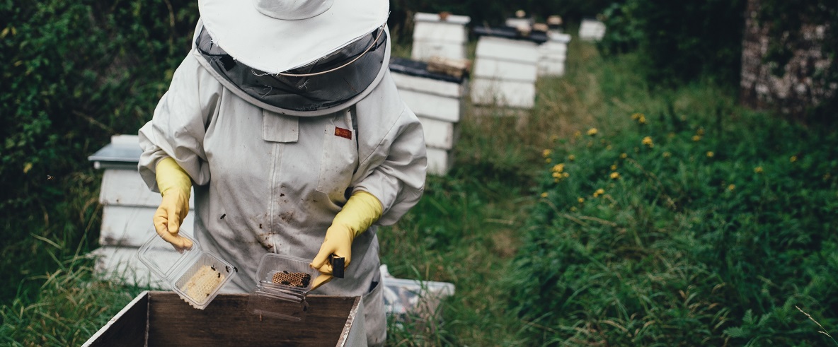 Bienen Rewe