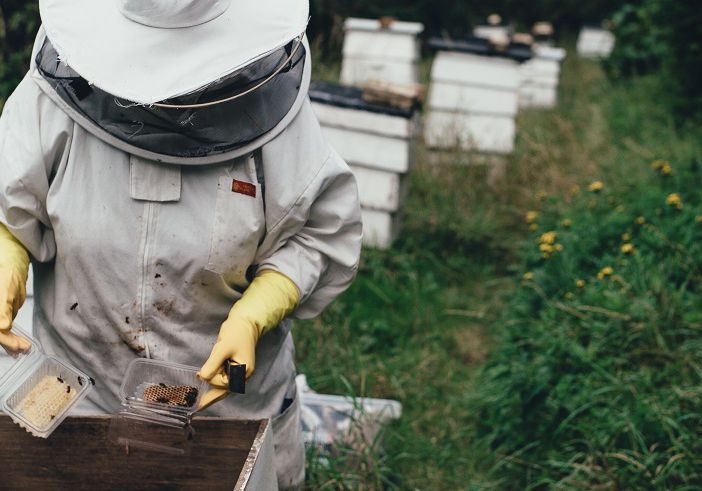 Bienen Rewe